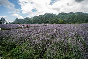 Tourists Play at A Lavender Planting Base in Bijie, China