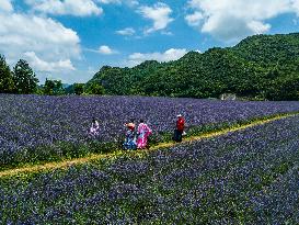 Tourists Play at A Lavender Planting Base in Bijie, China