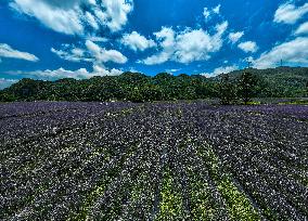 Tourists Play at A Lavender Planting Base in Bijie, China