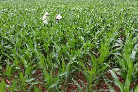 Farmers Work In Fields