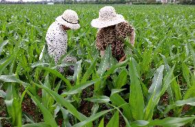 Farmers Work In Fields