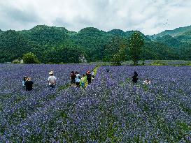 Tourists Play at A Lavender Planting Base in Bijie, China