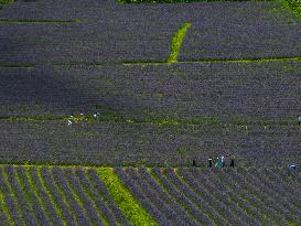 Tourists Play at A Lavender Planting Base in Bijie, China