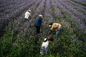 Tourists Play at A Lavender Planting Base in Bijie, China