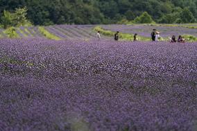 Tourists Play at A Lavender Planting Base in Bijie, China