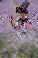 Tourists Play at A Lavender Planting Base in Bijie, China