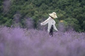 Tourists Play at A Lavender Planting Base in Bijie, China