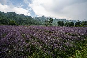 Tourists Play at A Lavender Planting Base in Bijie, China