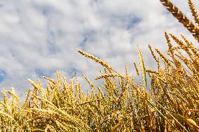 Grain Reaches Maturity In Poland