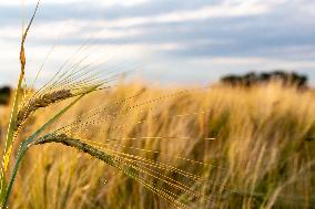 Grain Reaches Maturity In Poland