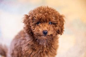 Puppy Of Poodle Toy