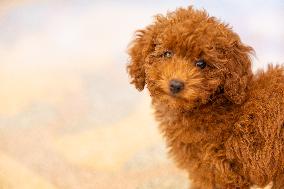 Puppy Of Poodle Toy