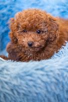 Puppy Of Poodle Toy