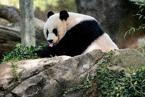 U.S.-WASHINGTON, D.C.-GIANT PANDA MEI XIANG-BIRTHDAY