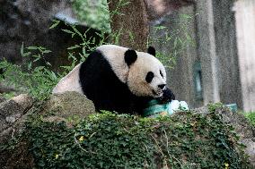 U.S.-WASHINGTON, D.C.-GIANT PANDA MEI XIANG-BIRTHDAY