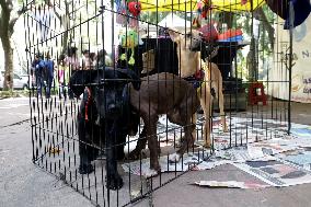 Can Fest Within The Framework Of World Dog Day In Mexico