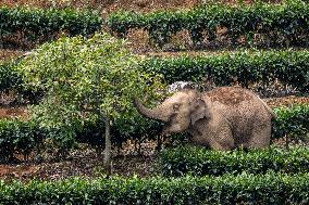 CHINA-YUNNAN-JIANGCHENG-WILD ELEPHANTS (CN)