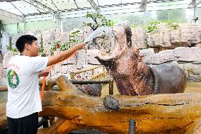 Animals Cool Off at Qingdao Forest Wildlife World