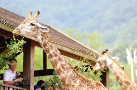 Animals Cool Off at  Forest Wildlife World in Qingdao, China