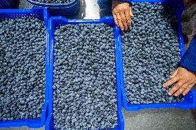 Blueberries Harvest in Bijie, China