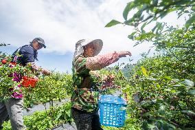 Blueberries Harvest in Bijie, China