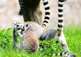 Animals Cool Off at  Forest Wildlife World in Qingdao, China