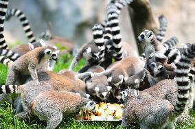 Animals Cool Off at  Forest Wildlife World in Qingdao, China