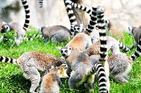 Animals Cool Off at Qingdao Forest Wildlife World