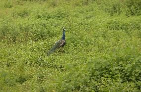 A Wild Peacock Bird In India