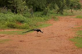 A Wild Peacock Bird In India