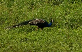 A Wild Peacock Bird In India