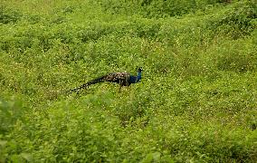 A Wild Peacock Bird In India