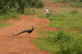 A Wild Peacock Bird In India