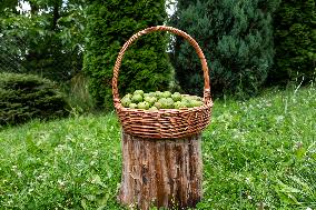 Home-made Fruit Alcohol In Poland