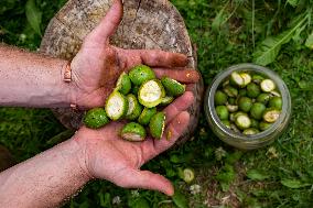 Home-made Fruit Alcohol In Poland