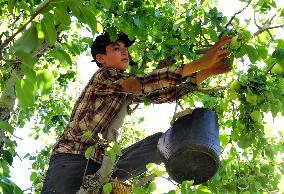 SYRIA-DAMASCUS-PEARS-HARVEST