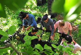 SYRIA-DAMASCUS-PEARS-HARVEST
