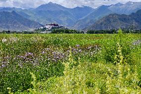 CHINA-TIBET-LHASA-LHALU WETLAND (CN)