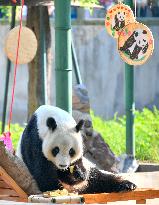 CHINA-TIANJIN-GIANT PANDA-BIRTHDAY (CN)