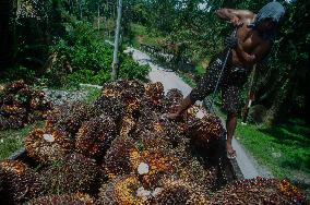 Crude Palm Oil Prices