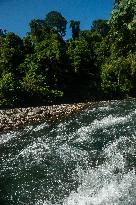 Sumatran Tropical Rainforest