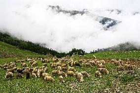 Daily Life In Bandipora, Jammu And Kashmir