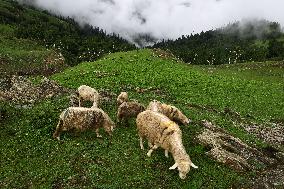 Daily Life In Bandipora, Jammu And Kashmir