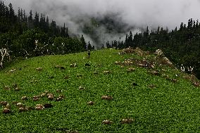 Daily Life In Bandipora, Jammu And Kashmir