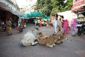 Daily Life In Pushkar - Rajasthan