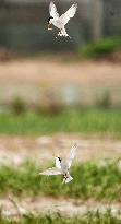 Little terns in eastern Japan