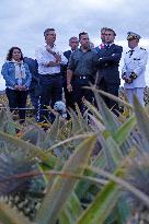 Macron visits a pineapple farmland in Moindou