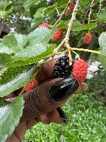 Mulberry Fruit In Canada