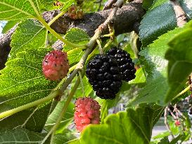 Mulberry Fruit In Canada
