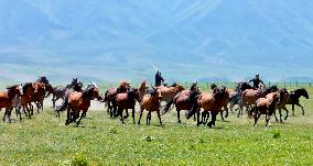 Horses Run at Shandan Horse Farm in Zhangye, China